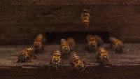 «Plan Bee (2019)» — обои к фильму #1