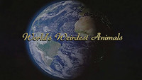WORLD'S WEIRDEST ANIMALS