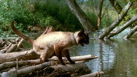 Обои к фильму «Невероятное путешествие (1963)» — (25 из 42)