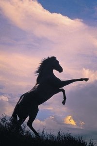 movie-images