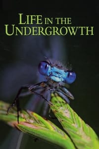 Poster de Life in the Undergrowth