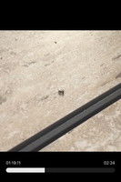 Imagem de Random Ant