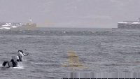 Watch Out for Orcas! Danger Off Gibraltar?