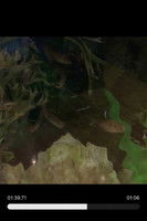 Imagem de Random Fishies