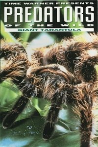 Predators of the Wild: Giant Tarantula