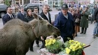 Welcome to Mooseport