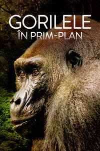 Gorilele în prim-plan