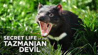 «Secret Life of the Tasmanian Devil (2016)» — обои к сериалу #2