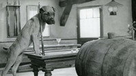«Фея... непохожая на других (1956)» — обои к мультфильму #1