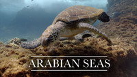 «Arabian Seas (2017)» — обои к сериалу #1