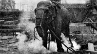 «Казнь слона (1903)» — обои к фильму #1