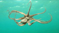 Indonesian Island Mystery