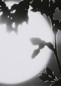 Flower in the Space