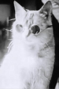 Pussy's Glasses (1930) subtitle poster