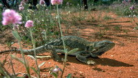 Lizards of Oz