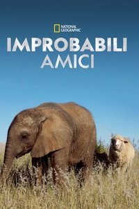copertina serie tv Improbabili+amici 2012