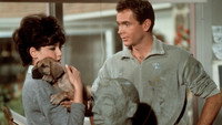 «Гадкая такса (1966)» — обои к фильму #5