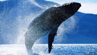 «Whales: An Unforgettable Journey (1997)» — обои к фильму #1