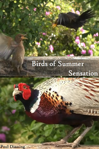 Birds of Summer Sensation (2023) subtitle poster