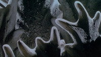«Годзилла, Мотра, Кинг Гидора: Монстры атакуют (2001)» — обои к фильму #2