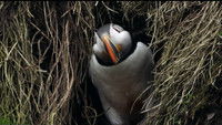 If I Were a Puffin