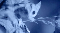 Possum Power