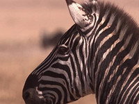 Ngorongoro: Born of Fire