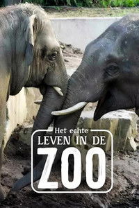 tv show poster Het+Echte+Leven+in+de+ZOO 2024