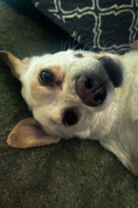 Daisy