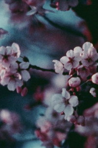Cherry Blossoms (1975) poster