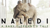 «Naledi: A Baby Elephant's Tale (2016)» — обои к фильму #1