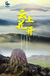 云上花开 (2023) subtitle poster