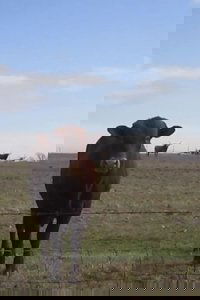 Cow Four Minutes