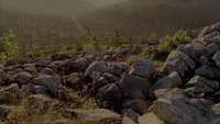 The Bavarian Forest