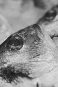 Imagem do Filme رز وسمك