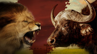 «Blood Rivals Lion vs Buffalo: Buffalo Fortress (2014)» — обои к фильму #4