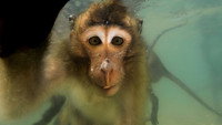 «Les singes qui voulaient voir la mer (2020)» — обои к фильму #1