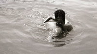«Dolphin Lover (2015)» — обои к фильму #2