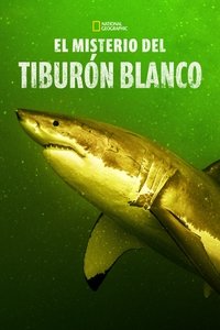 Return of the White Shark