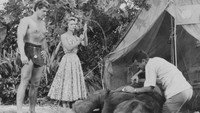 «Приключения Тарзана в джунглях (1955)» — обои к фильму #1