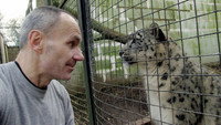 «Snow Leopards of Leafy London (2013)» — обои к сериалу #2