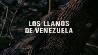 The Plains of Venezuela