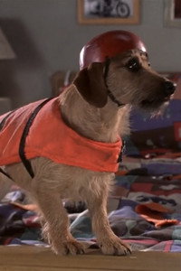 poster_Dog