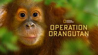 Operation Orangutan