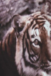 Imagem do Filme Dosada