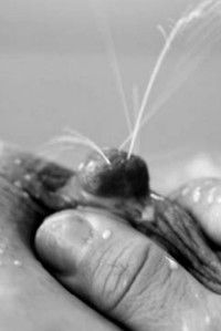 Poster de Mamíferas: el hilo de Ariadna