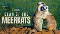 Clan of the Meerkat