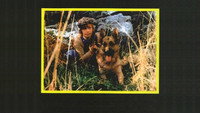 «Zanna Bianca e il grande Kid (1977)» — обои к фильму #1
