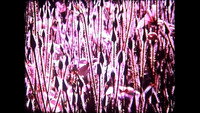 «Compline (2009)» — обои к фильму #4