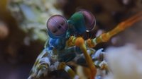 A Deeper Dive with David Attenborough